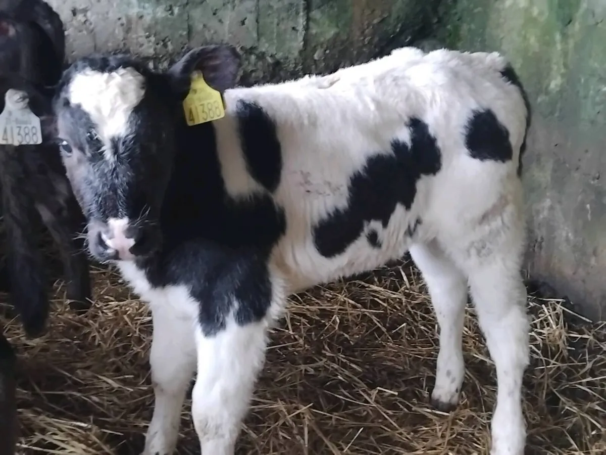 6 Continental Heifer Calves - Image 2