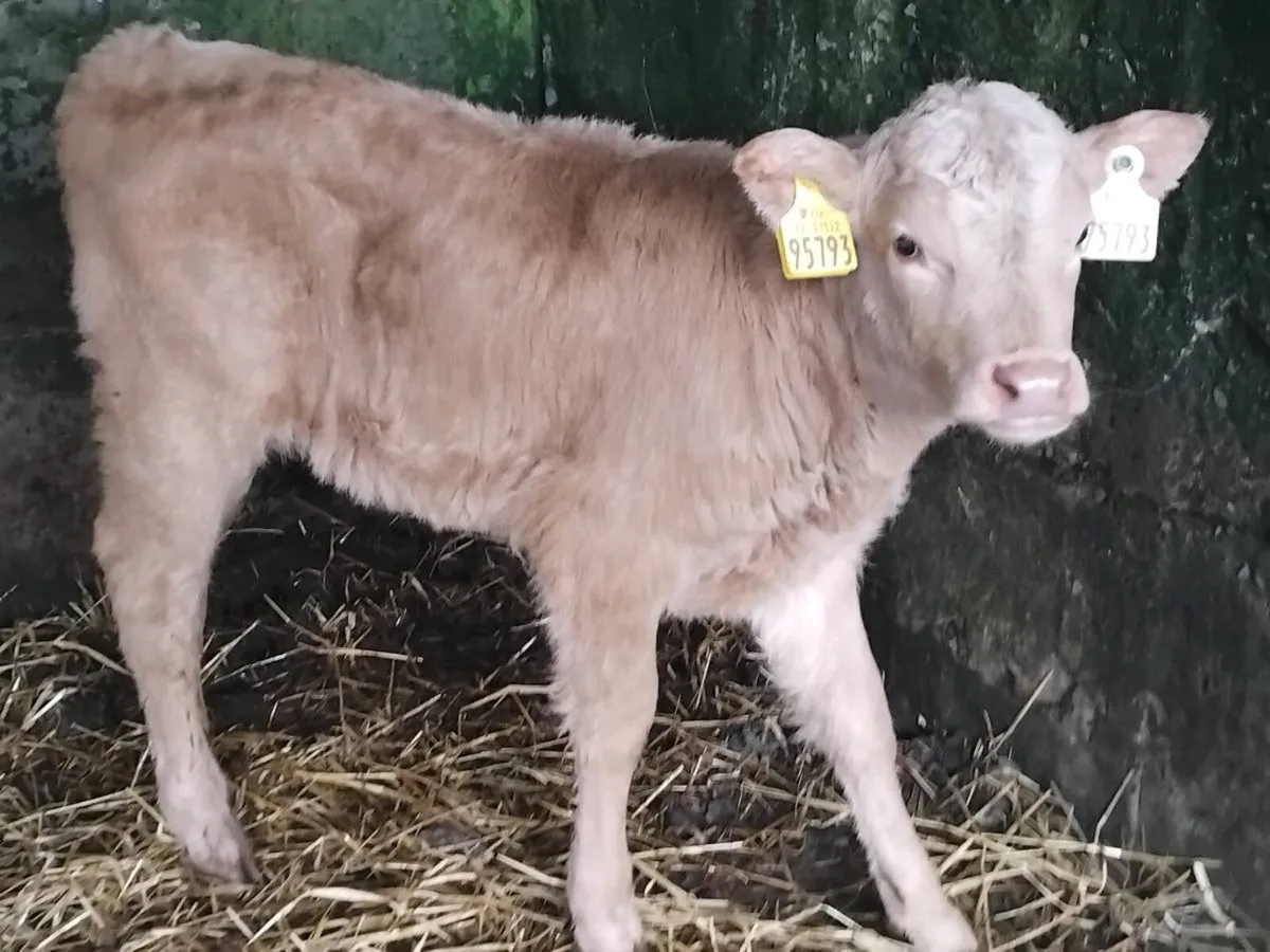 6 Continental Heifer Calves - Image 3