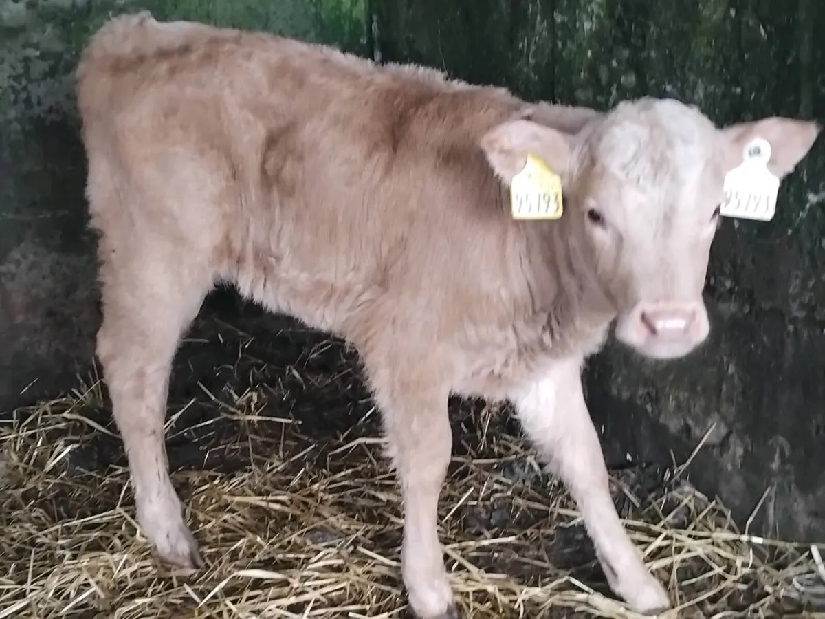 6 Continental Heifer Calves - Image 4