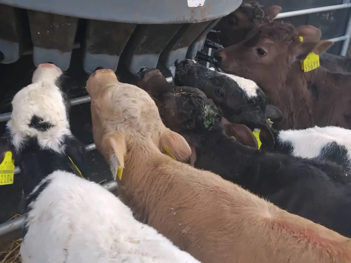 6 Continental Heifer Calves - Image 1
