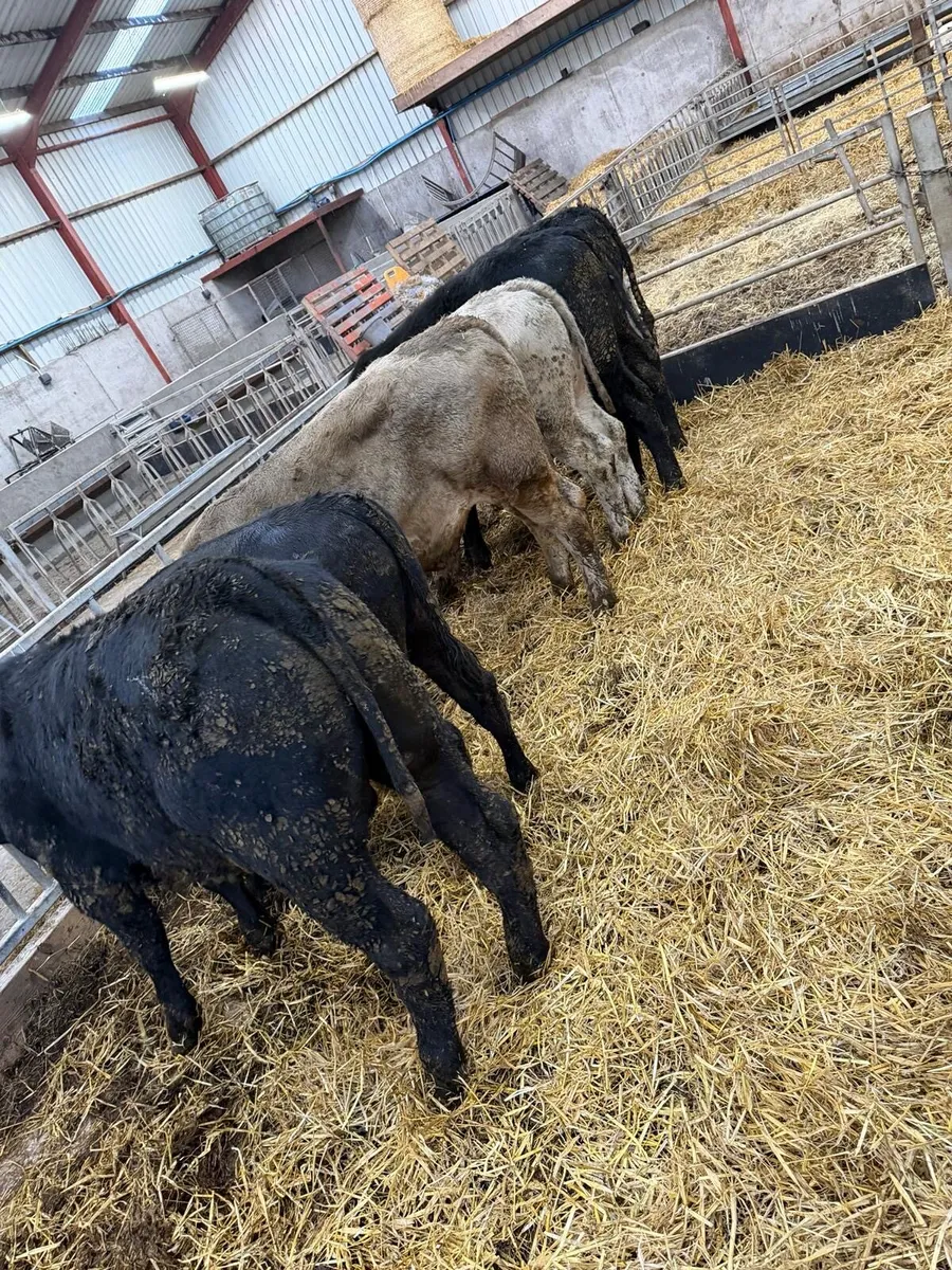 7 Smashing Bull Stirks - Image 1