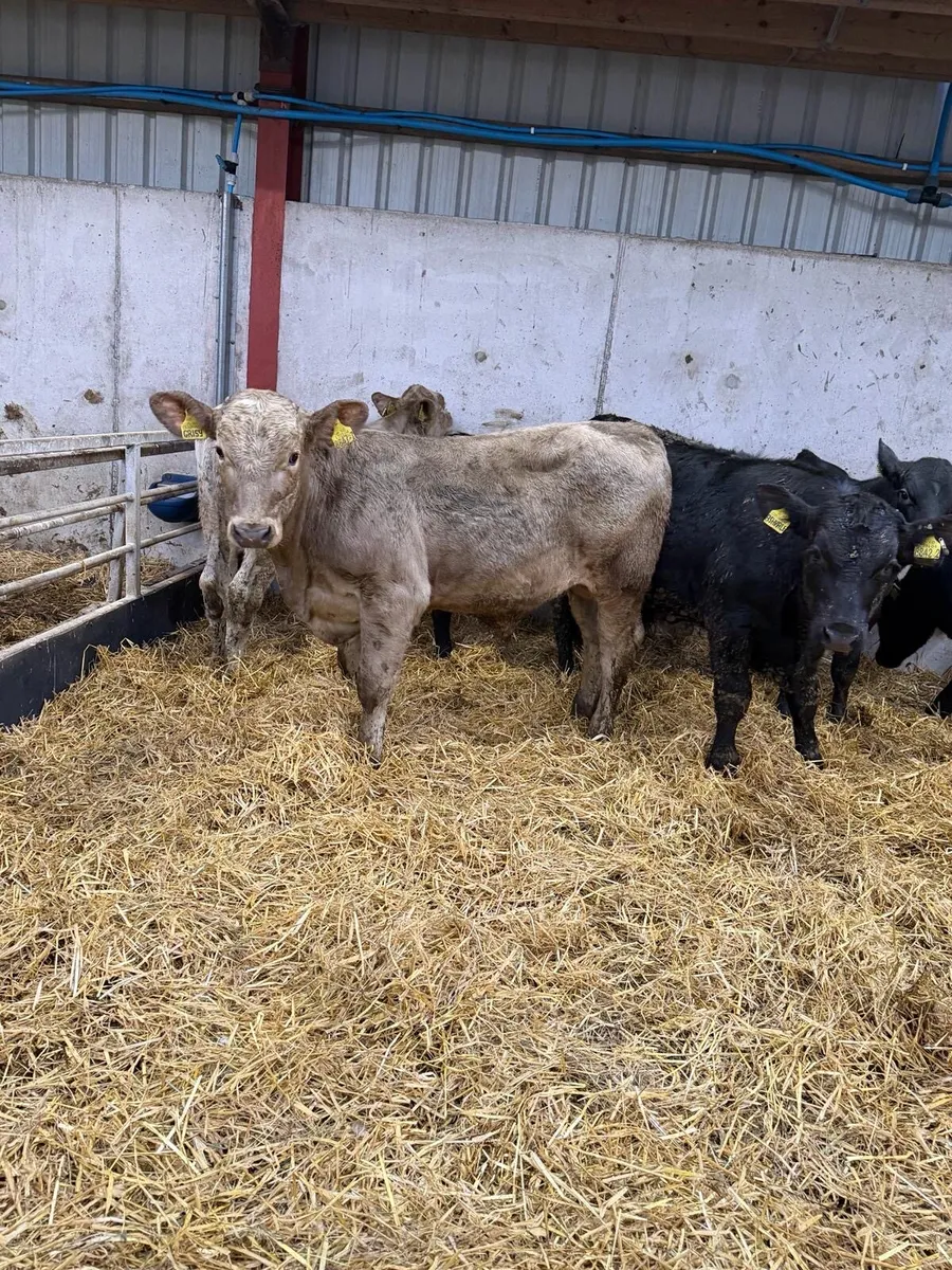 7 Smashing Bull Stirks - Image 2