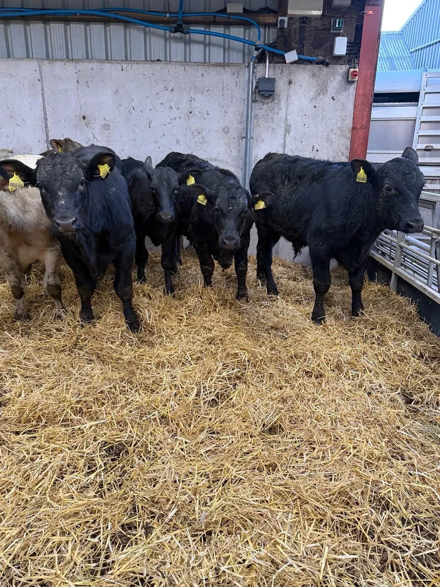 7 Smashing Bull Stirks - Image 3