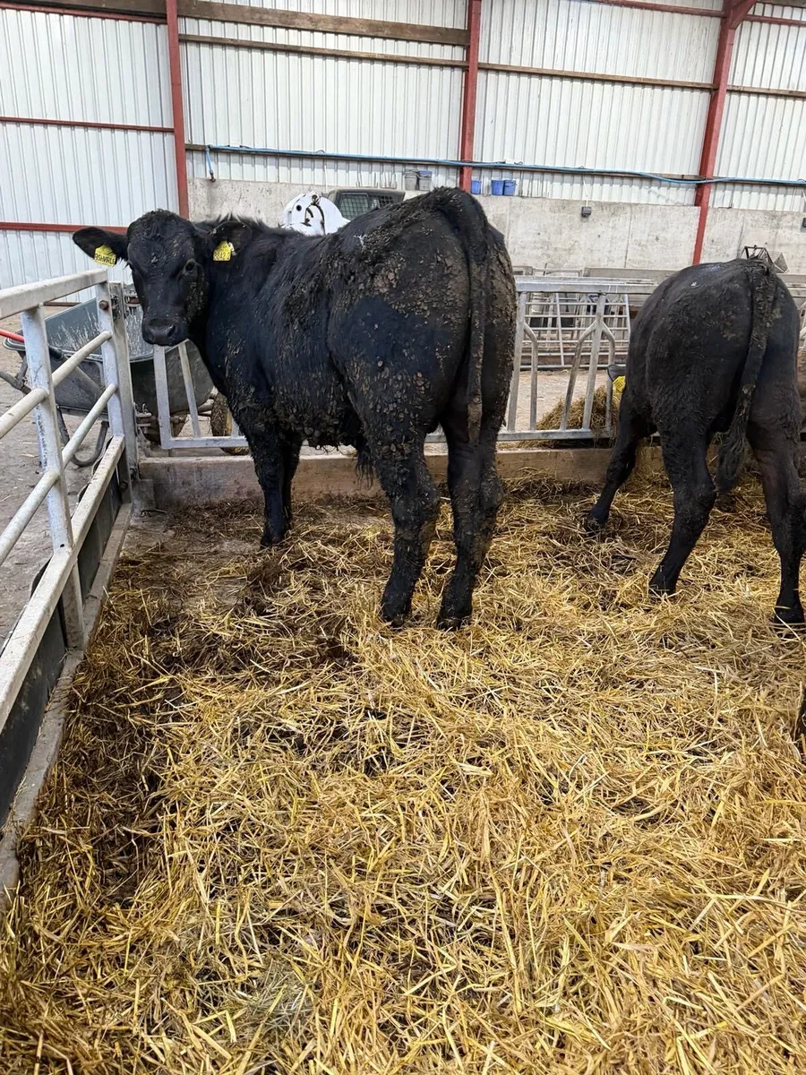 7 Smashing Bull Stirks - Image 4