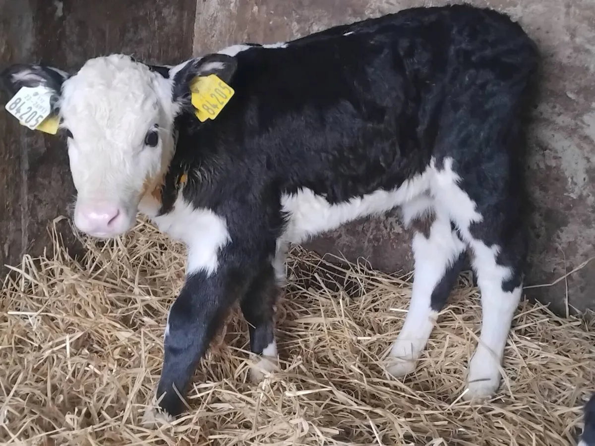 9  Hereford Heifer Calves - Image 3