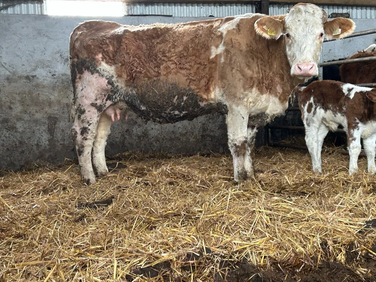 5 star genotyped purebred simental and calf - Image 1