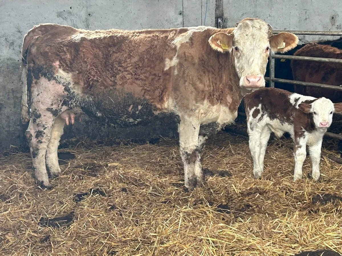 5 star genotyped purebred simental and calf - Image 3