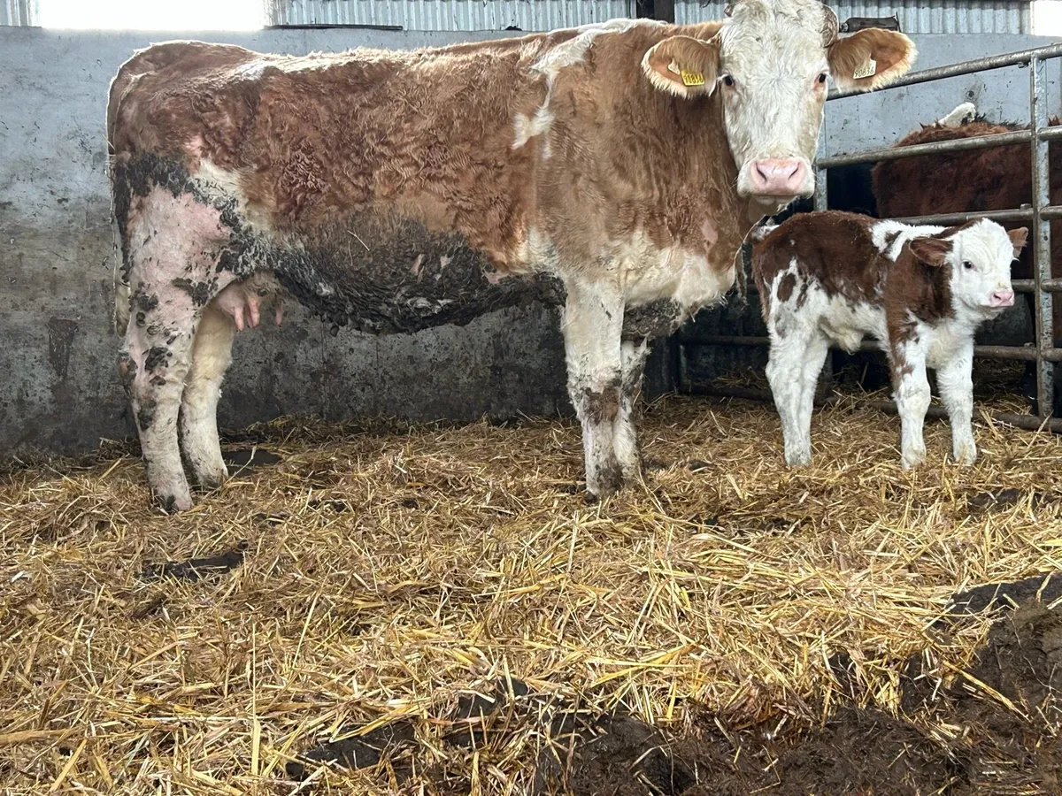 5 star genotyped purebred simental and calf - Image 2