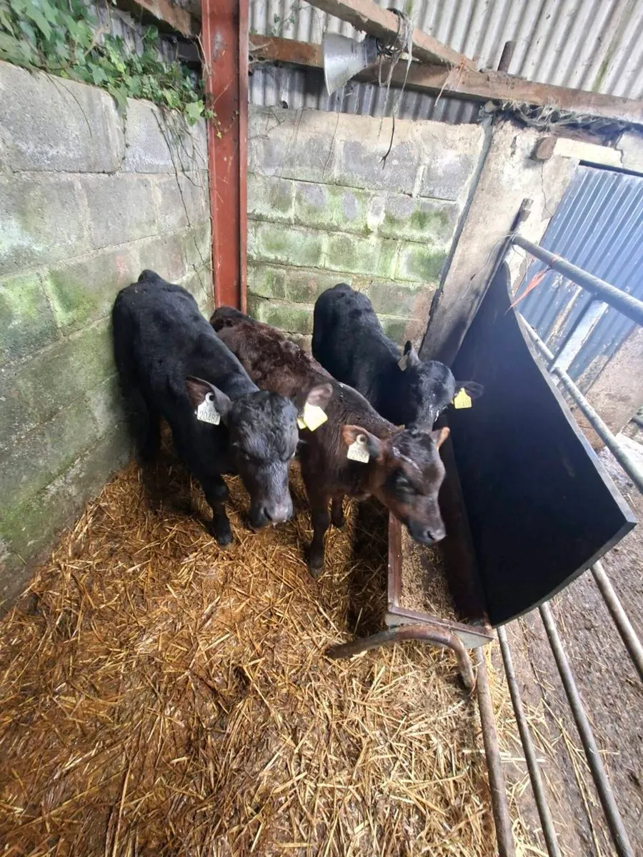 Angus sucks - Image 1