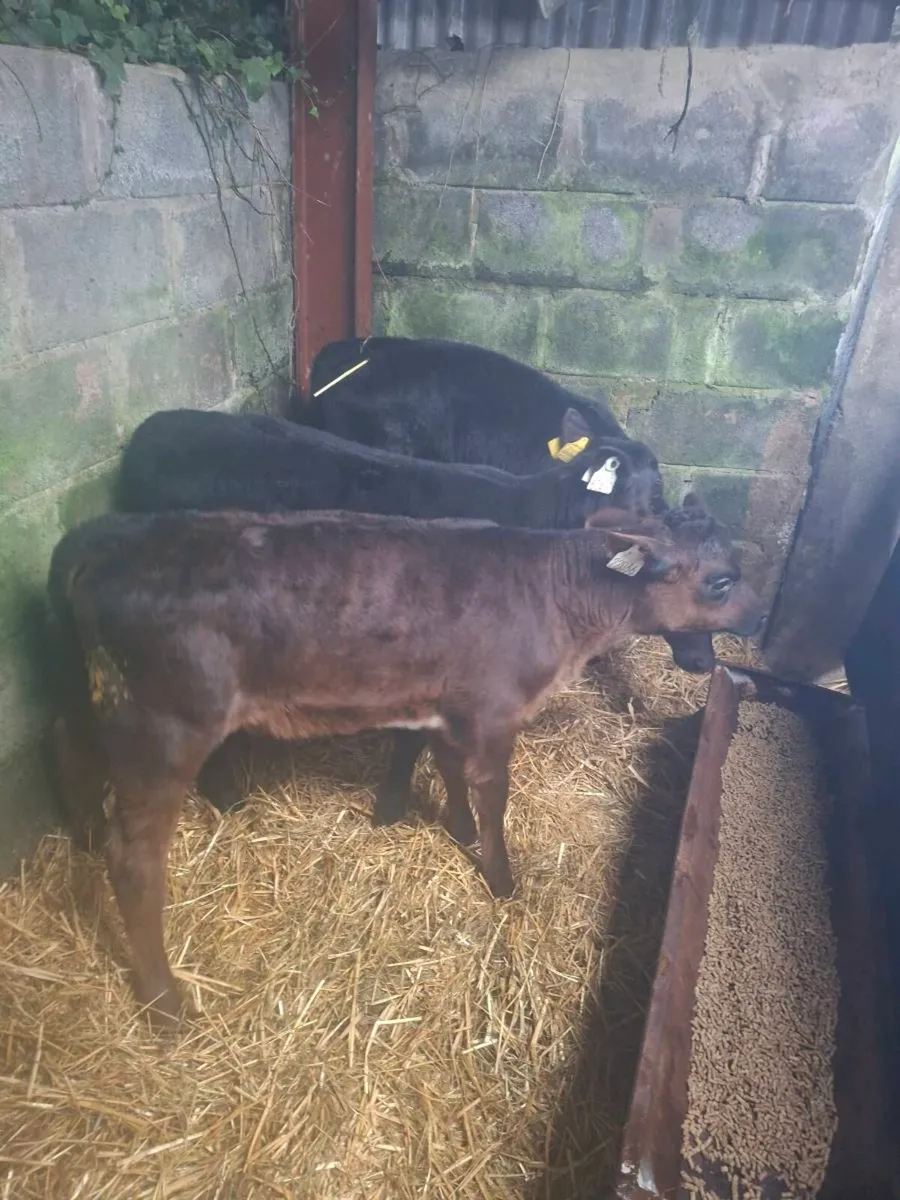 Angus sucks - Image 2