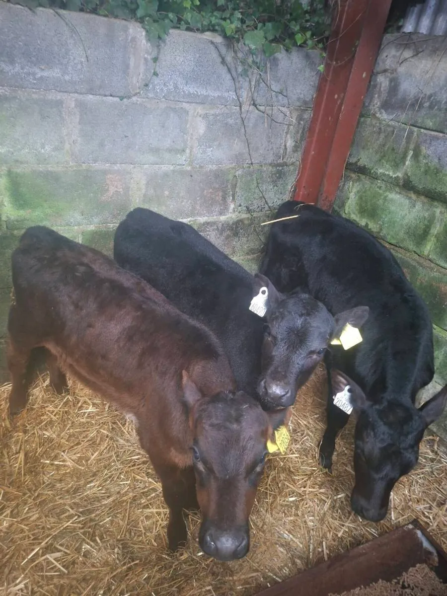 Angus sucks - Image 3