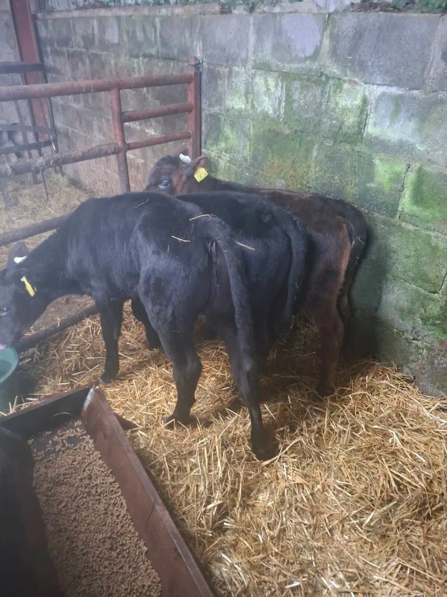 Angus sucks - Image 4