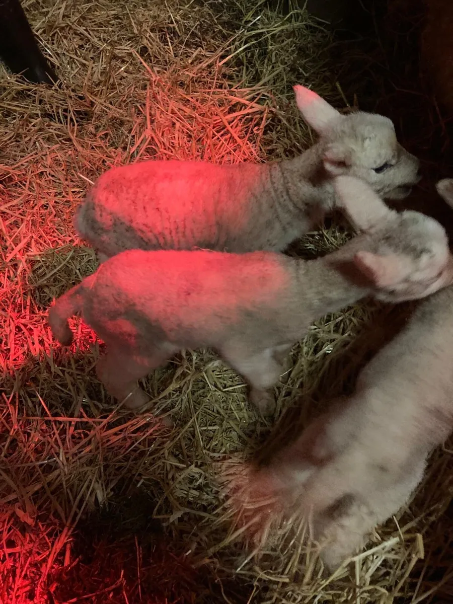 Pet/Foster lambs - Image 2