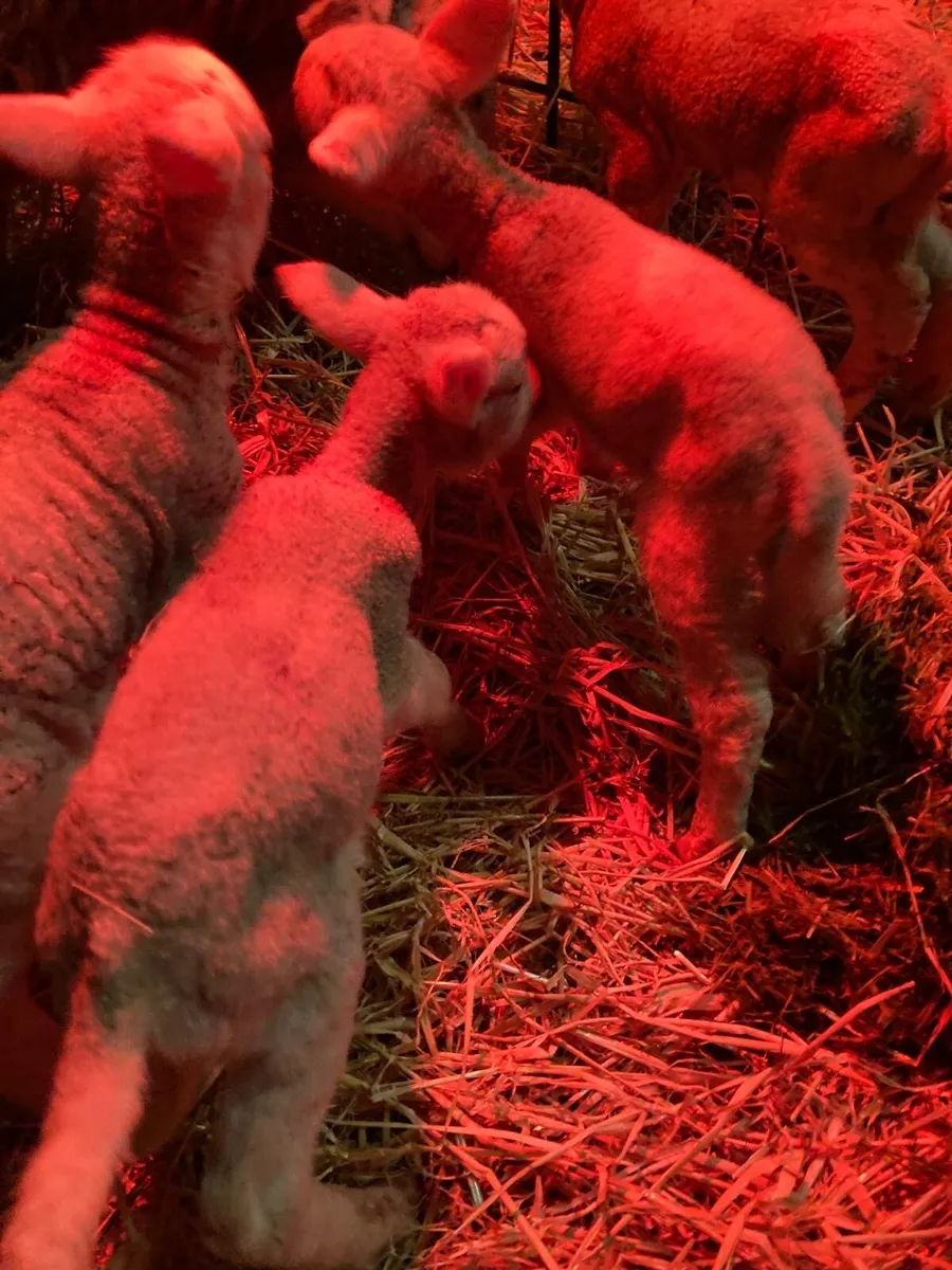 Pet/Foster lambs - Image 3