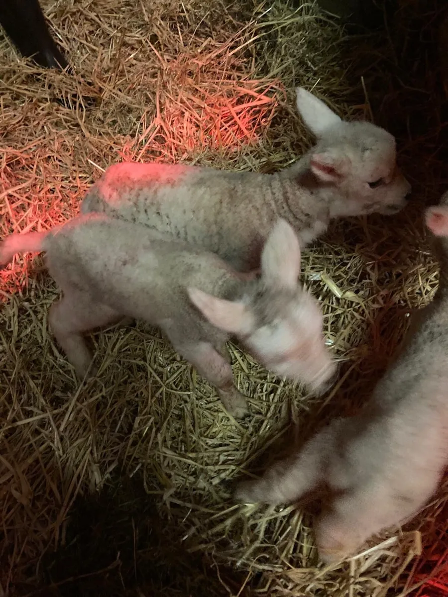 Pet/Foster lambs - Image 1