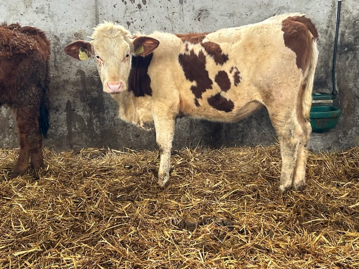 Mox Heifer suitable for breeding - Image 1