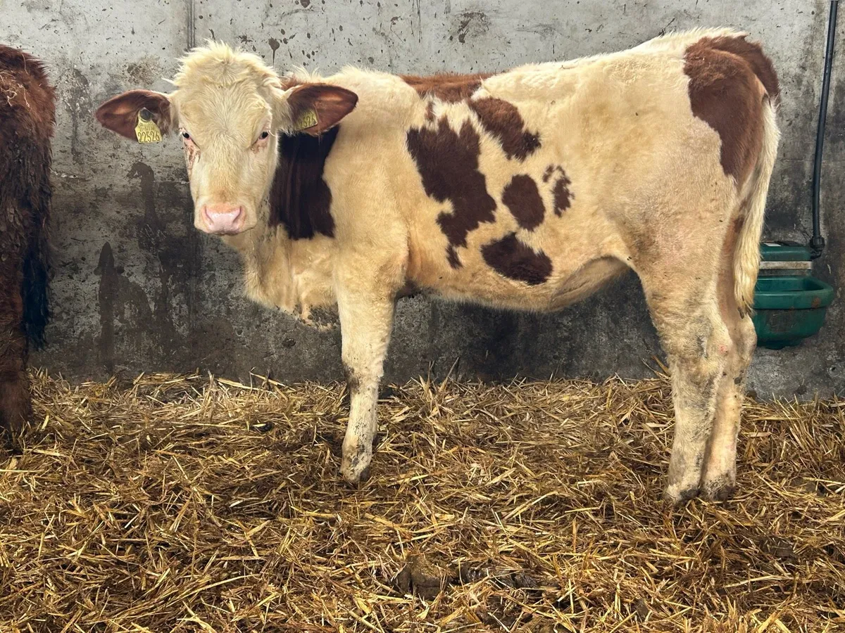 Mox Heifer suitable for breeding - Image 2
