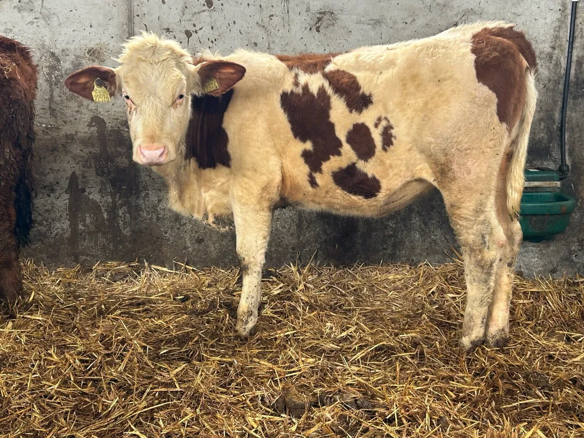 Mox Heifer suitable for breeding - Image 3