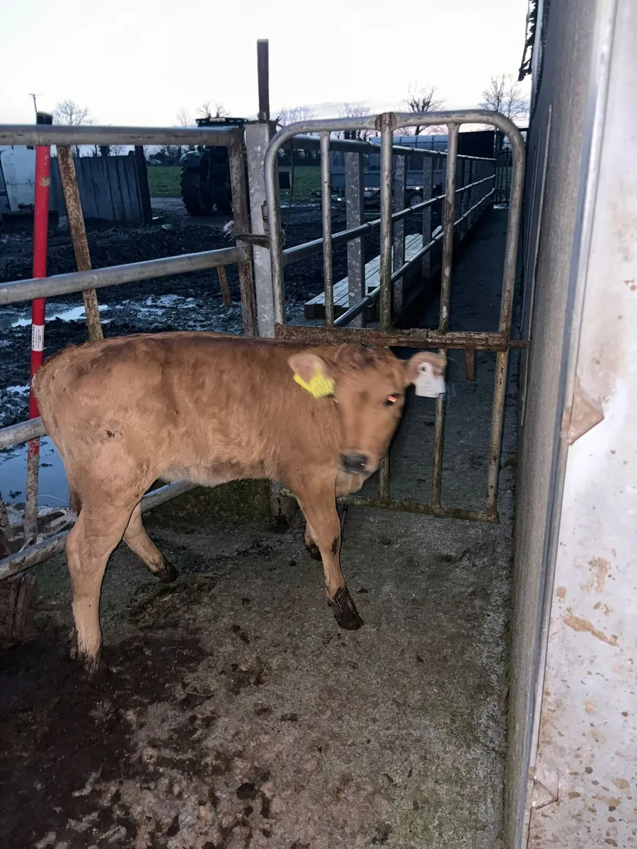 Limousine heifer calves - Image 4