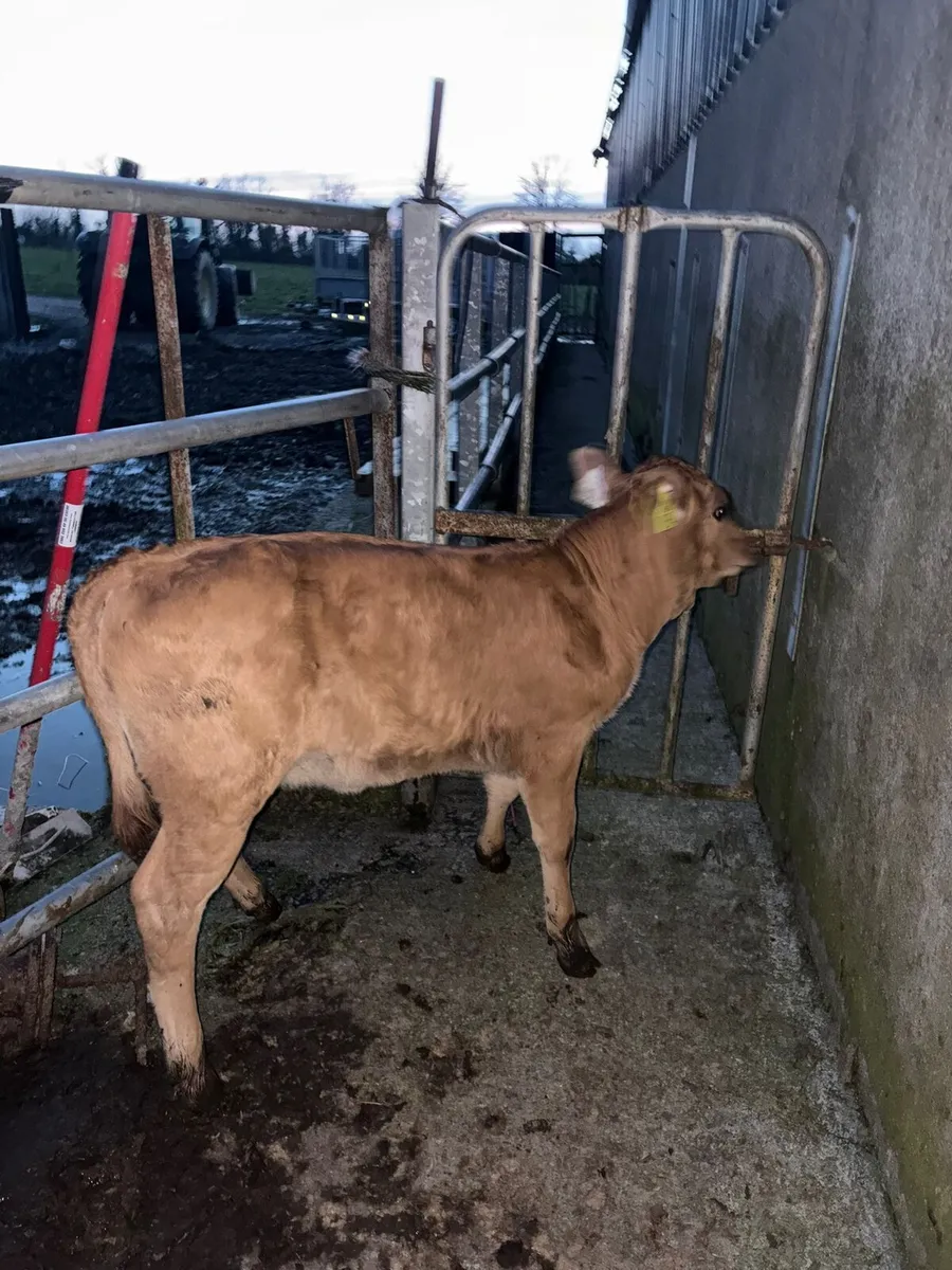 Limousine heifer calves - Image 1