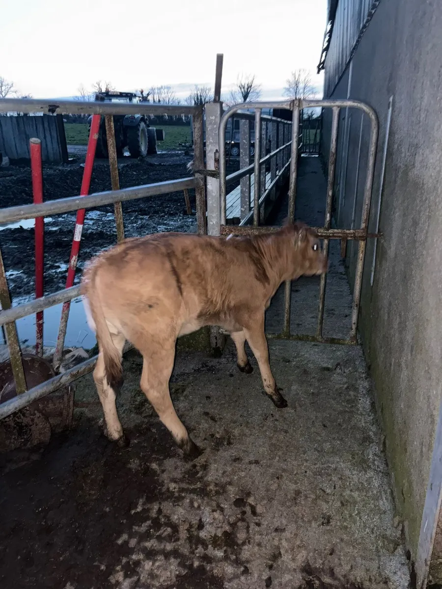 Limousine heifer calves - Image 2