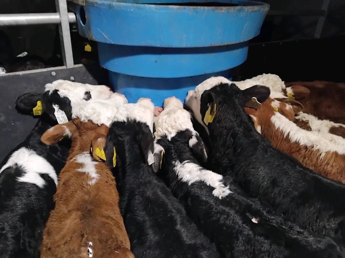 9  Hereford Heifer Calves - Image 4