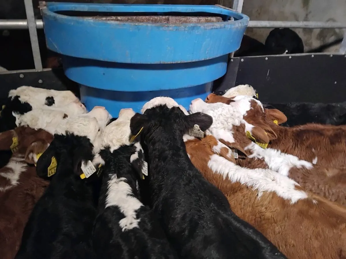 9  Hereford Heifer Calves - Image 1
