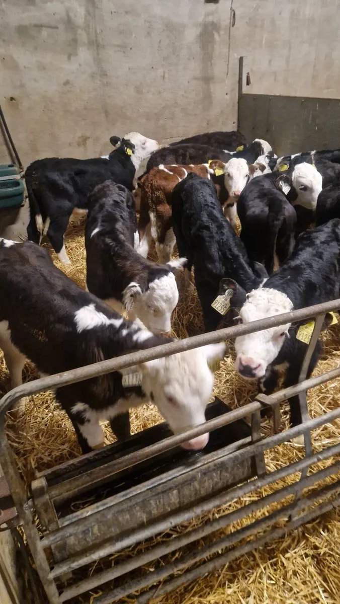 Proper Calves starting 350 euro - Image 2