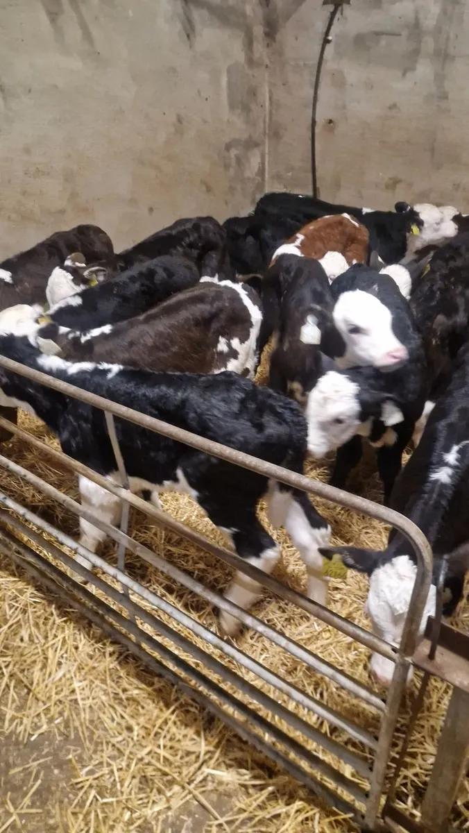 Proper Calves starting 350 euro - Image 1