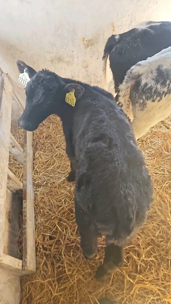 Angus, Limousin and Belgian blue calves - Image 2