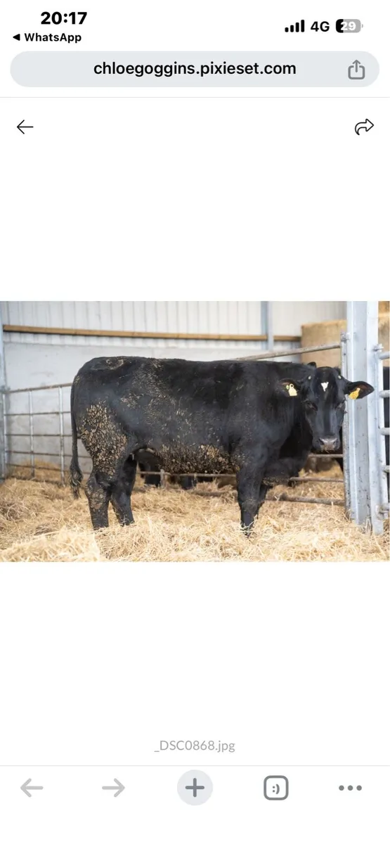 32 BBx heifers - Image 4