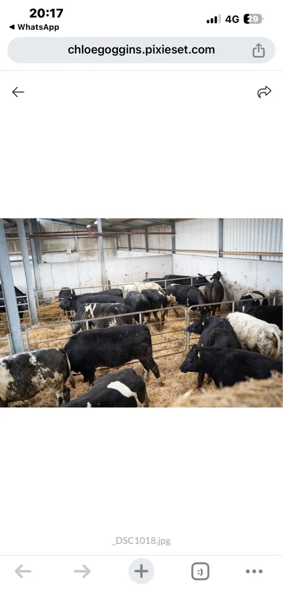 32 BBx heifers - Image 1