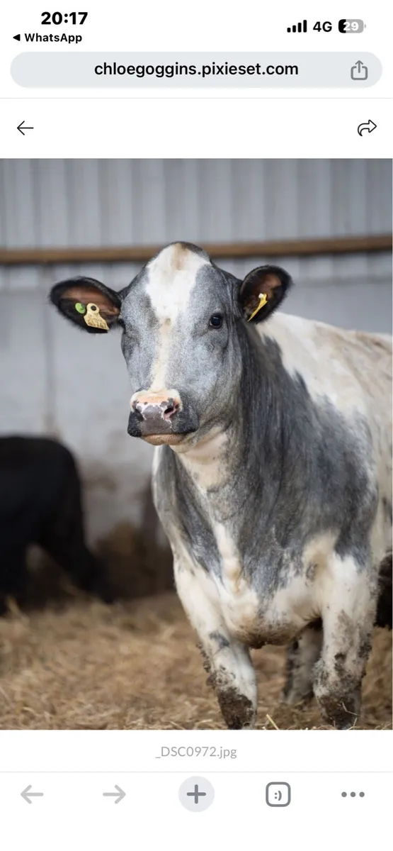 32 BBx heifers - Image 2