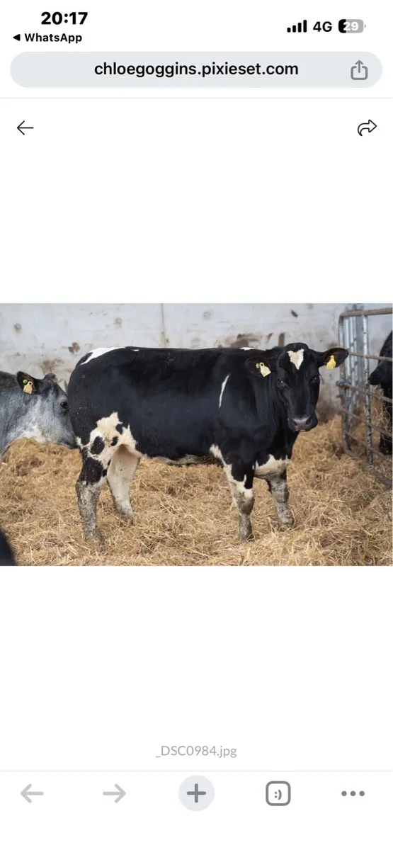 32 BBx heifers - Image 3