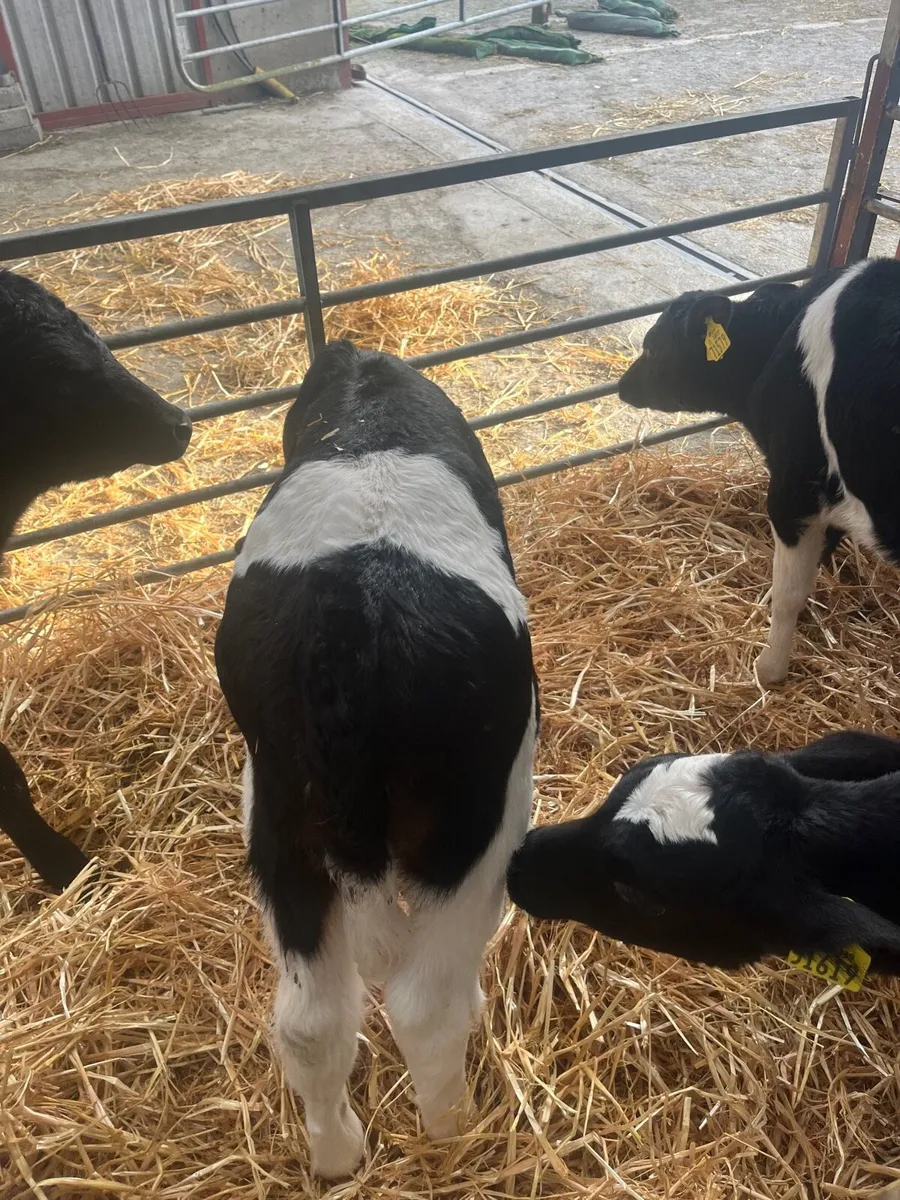 Friesian Heifer Calves - Image 3
