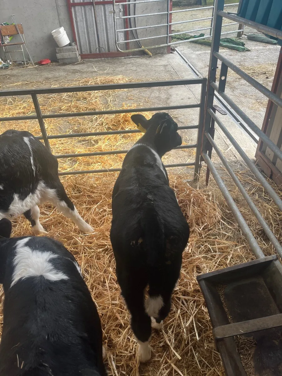 Friesian Heifer Calves - Image 4