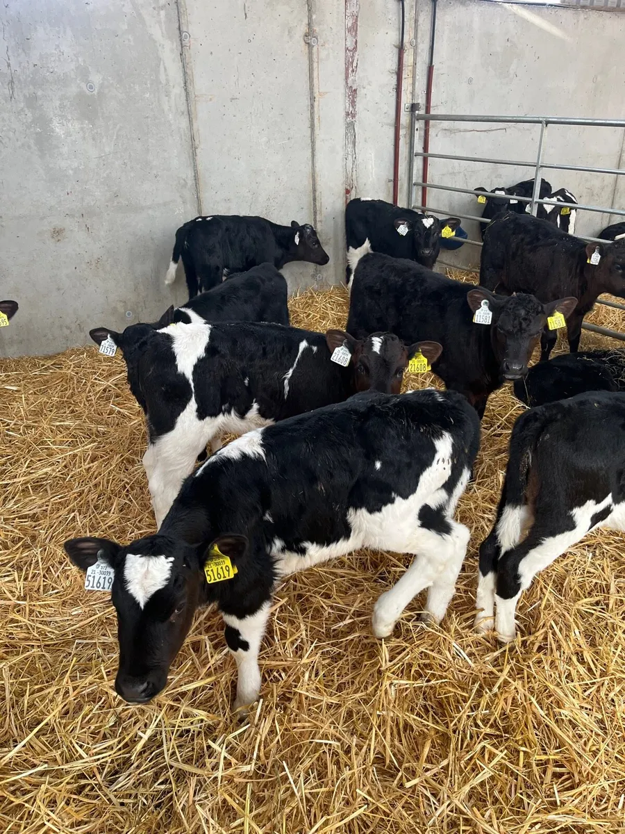 Friesian Heifer Calves - Image 2