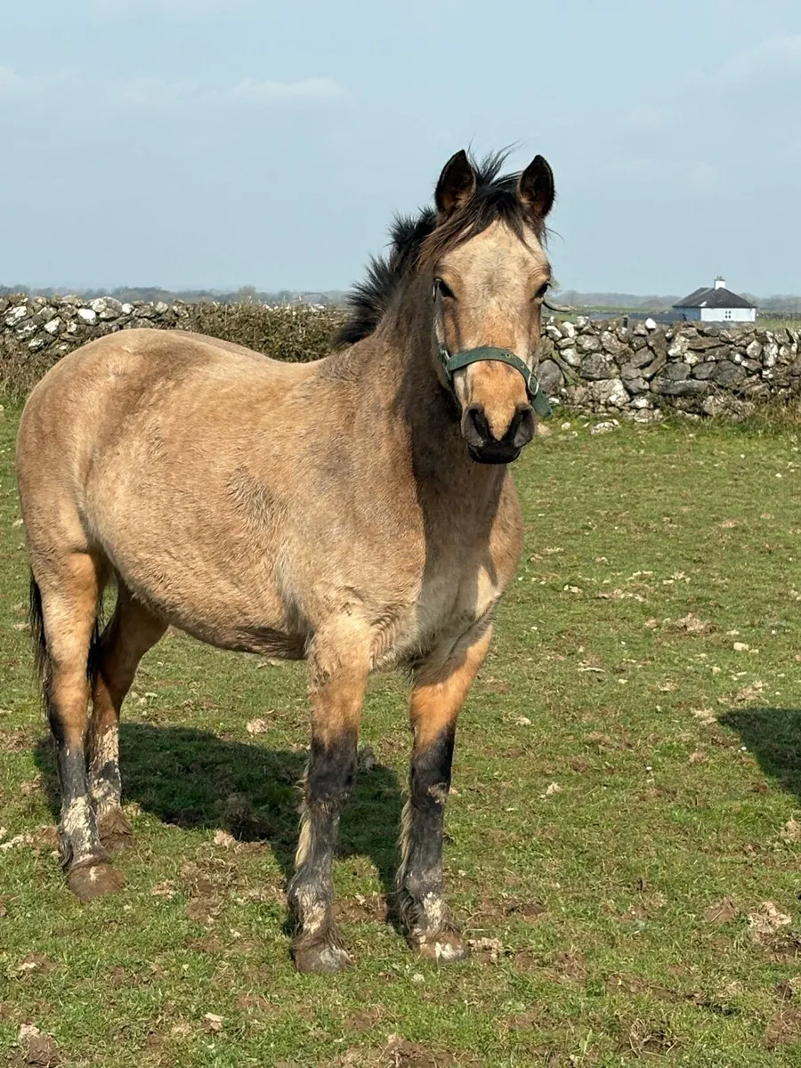 8yo Dun Connemara Mare - Image 1