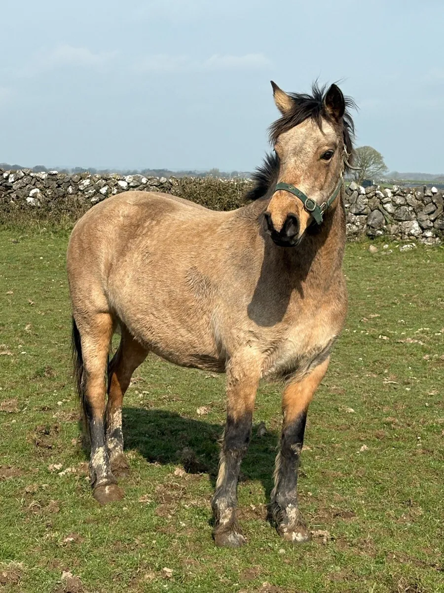 8yo Dun Connemara Mare - Image 2