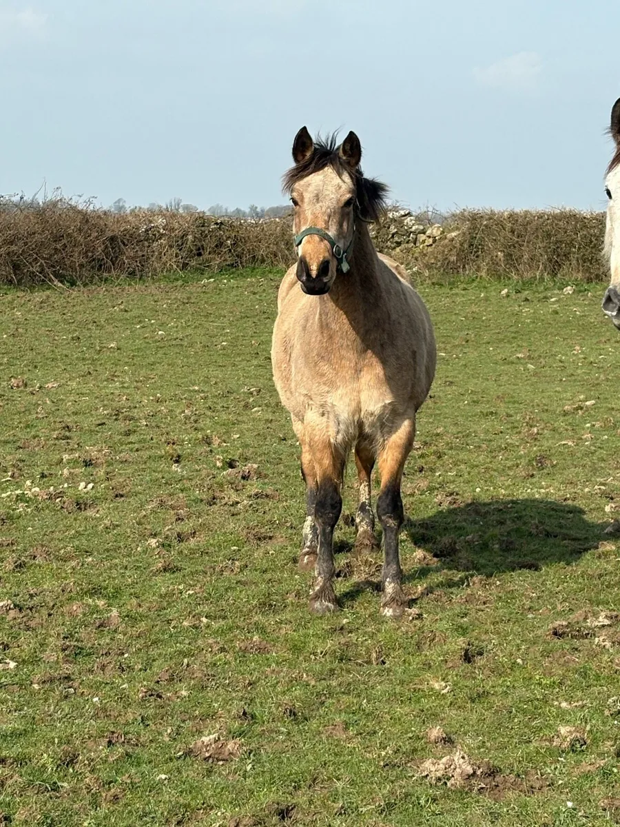 8yo Dun Connemara Mare - Image 4