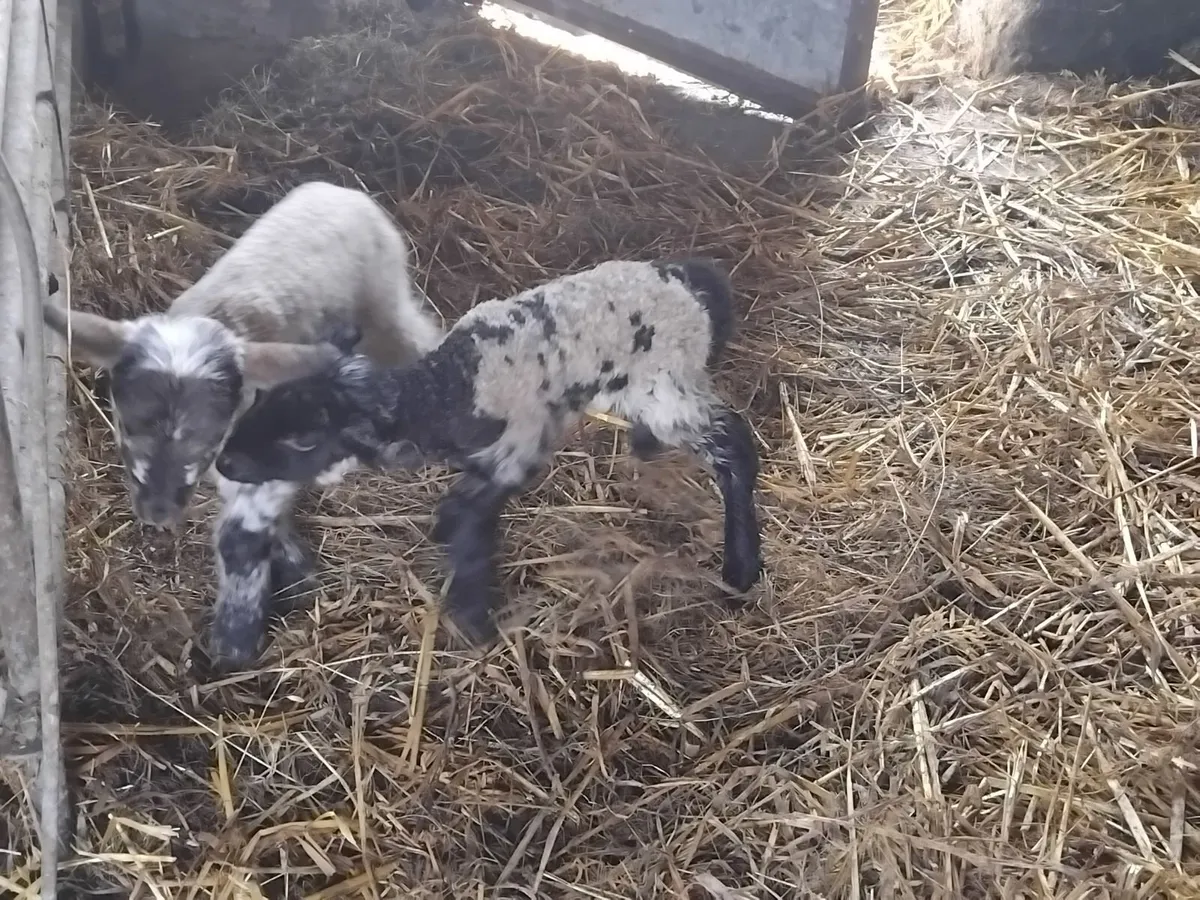 2 foster ewe lambs - Image 1
