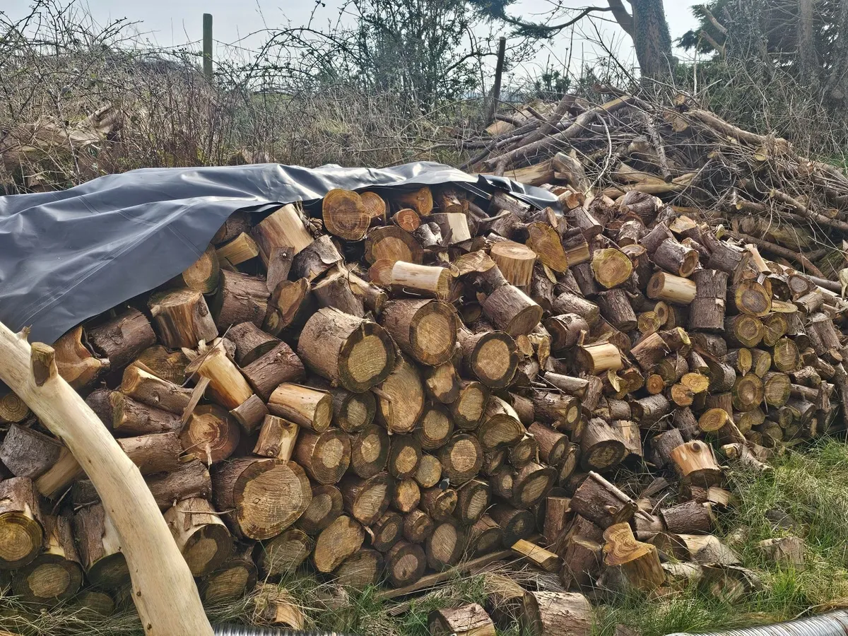 Timber for fire - Image 1