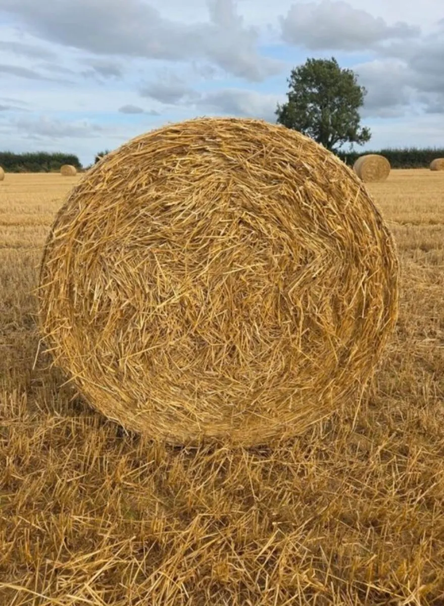 Round bales of silage and barley straw