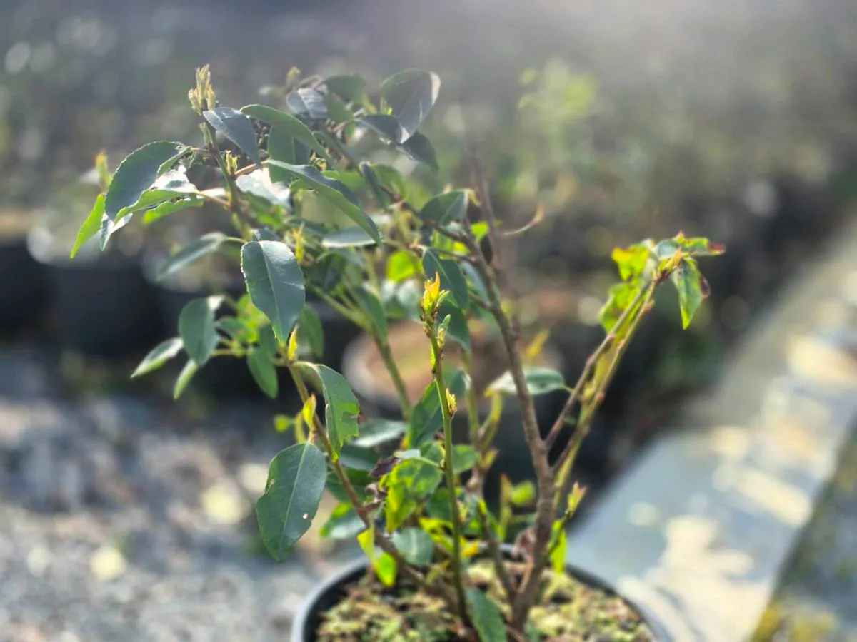 3 litre portuguese laurel hedging 40-60cm - Image 4