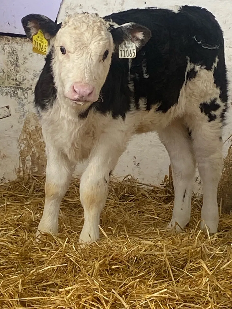 2 SERIOUS AI BRED HEREFORD HEIFER CALVES - Image 3