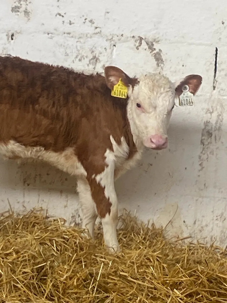 2 SERIOUS AI BRED HEREFORD HEIFER CALVES - Image 4