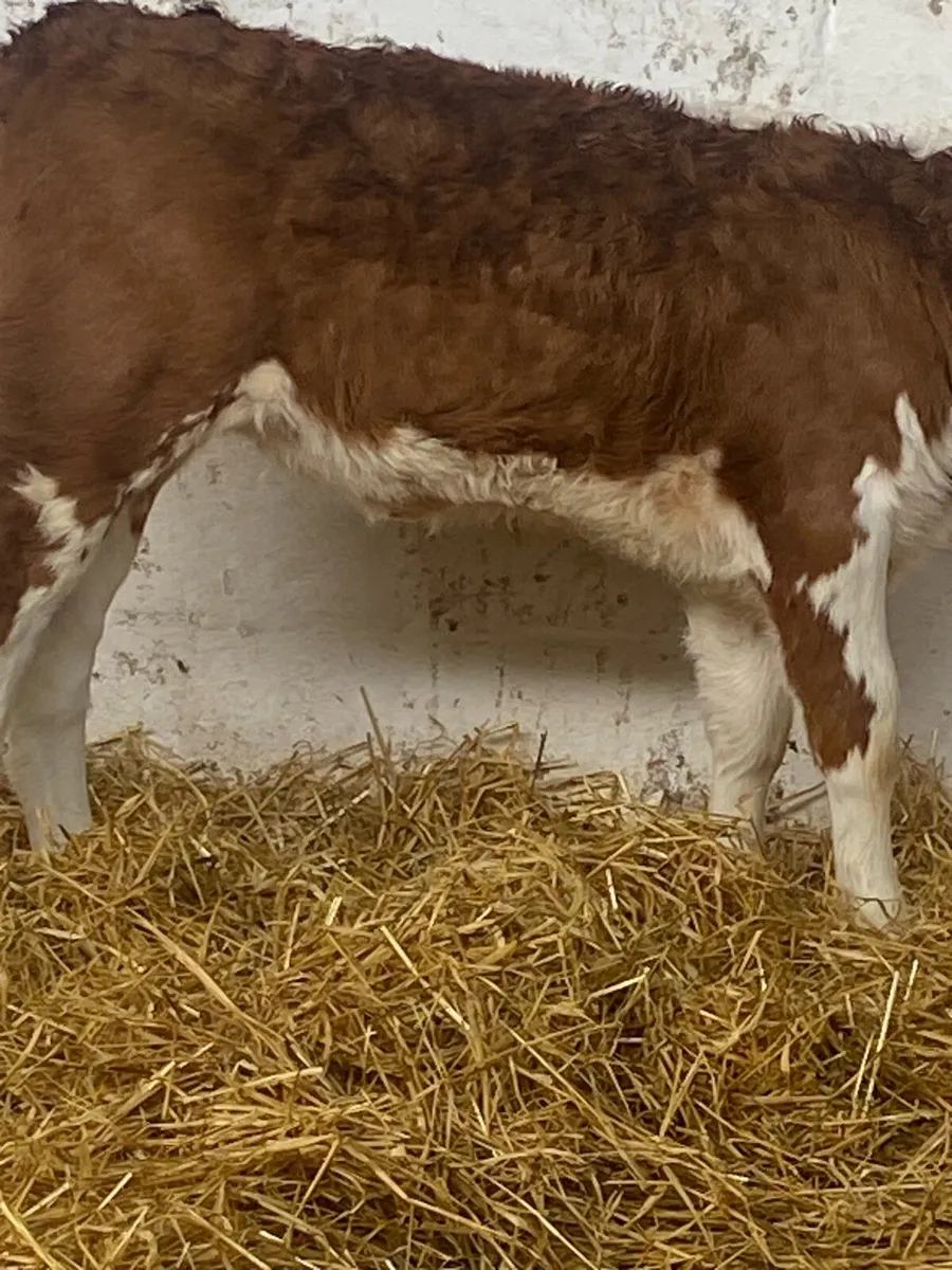 2 SERIOUS AI BRED HEREFORD HEIFER CALVES - Image 2