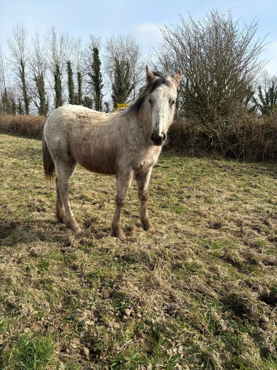Appaloosa filly and dun colt foals - Image 2