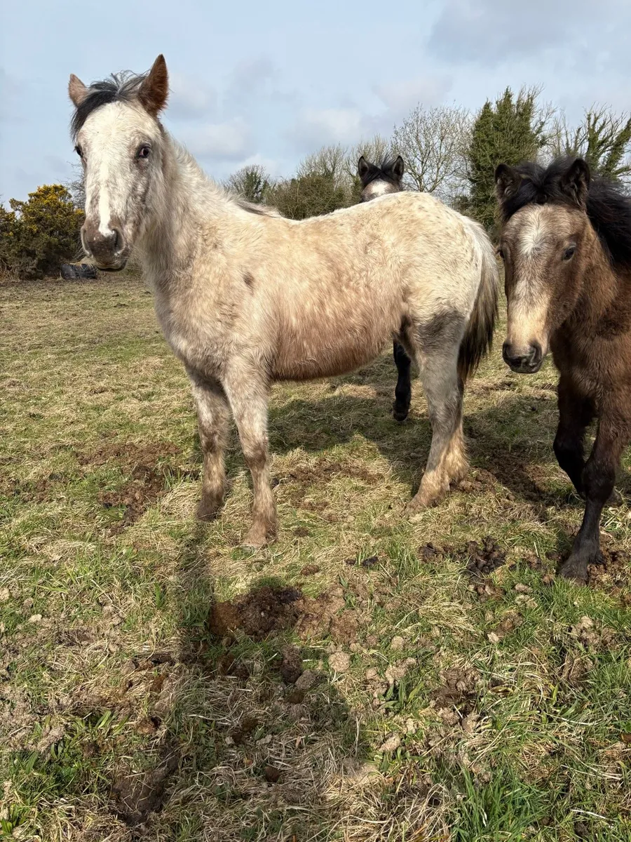 Appaloosa filly and dun colt foals - Image 1