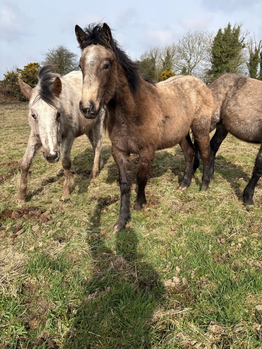 Appaloosa filly and dun colt foals - Image 4